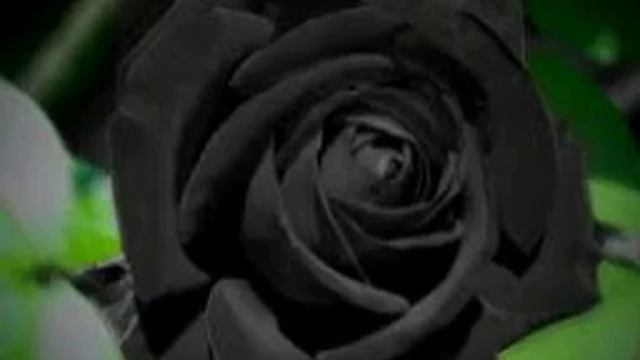 JOHNBLVCK - Чёрная Роза смотреть онлайн