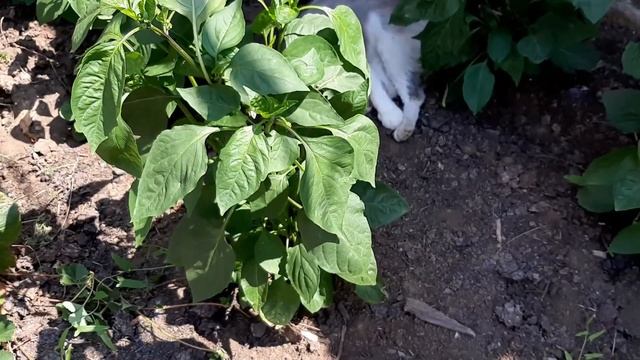 Срочно в Августе внесите Народный раствор под Перцы. Он оживит и даст большой урожай без гнили смотреть онлайн