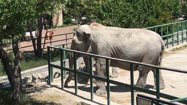 Посетители Тайгана любят делать селфи со слонами Taigan visitors love to take selfies with elephant смотреть онлайн