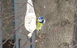 Милая лазоревка клюёт из мешочка
