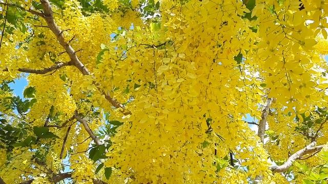 Cassia fistula – grow & care (Golden shower tree) смотреть онлайн