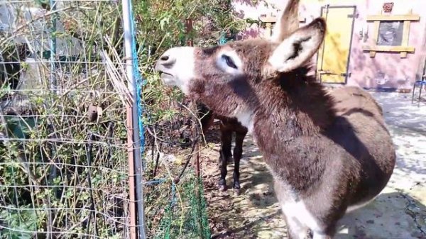 Кобыла, ОСЁЛ и МУЛ  !!! Mare, DONKEY and MULE!!!