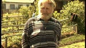 Отзыв о сортах сибирских томатов: Никола и Бычье сердце.