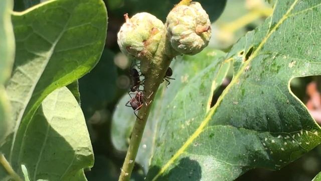 English Oak (Quercus robur) - ants & acorns close up - June 2018 смотреть онлайн