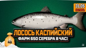 Лосось Каспийский на реке Ахтуба. Фарм 650 в час — Русская Рыбалка 4