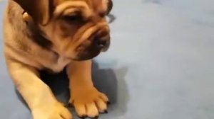 Щенки Ка де Бо - продаются.Питомник Ка де Бо.