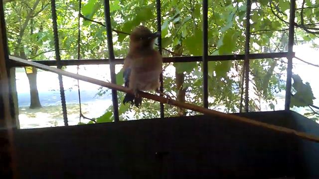 Гудок и сметана смотреть онлайн