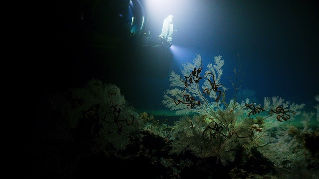 Blue Planet S02E02 The Deep смотреть онлайн