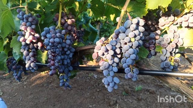 КИШ-МИШ ЮПИТЕР, Американская селекция