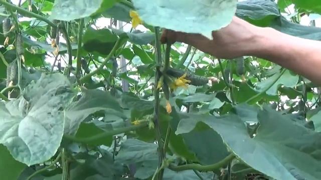 КАК ФОРМИРОВАТЬ ОГУРЦЫ В ТЕПЛИЦЕ смотреть онлайн