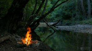 Почему черешня цветет, но не плодоносит?