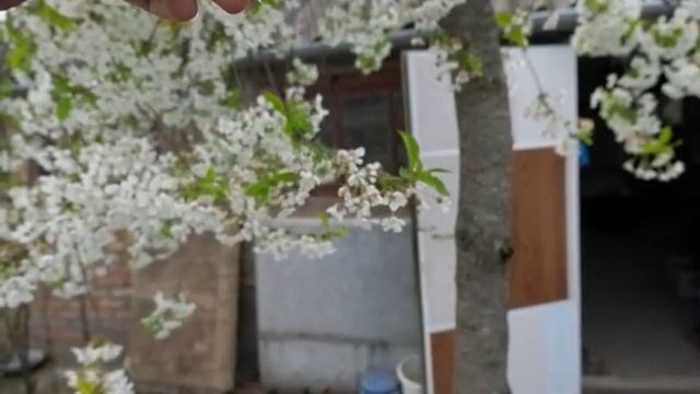 Video from the camera Yi M1 - Slow motion смотреть онлайн