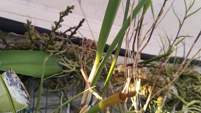 Cattleya luteola var. alba × Brassavola digbyana'扁鑽' FCC/AOS февраль 2022 смотреть онлайн