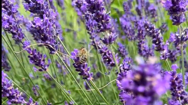 Lavender Fields Unveiled - Nature's Fragrant Masterpiece - Nature's Color Symphony смотреть онлайн