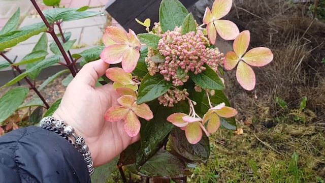 ?Метельчатые гортензии в конце сентября, после дождей и первого заморозка Pastel Green, Graffiti... смотреть онлайн