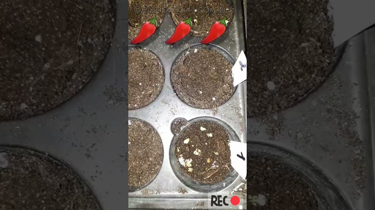 ️ ПЕРЕЦ ПОСЕВ на рассаду Без Пикировки #перец #рассада#безпикировки#огород смотреть онлайн