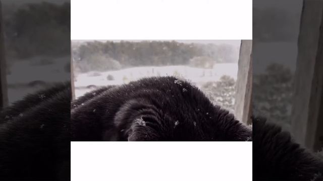 Кот и снег смотреть онлайн
