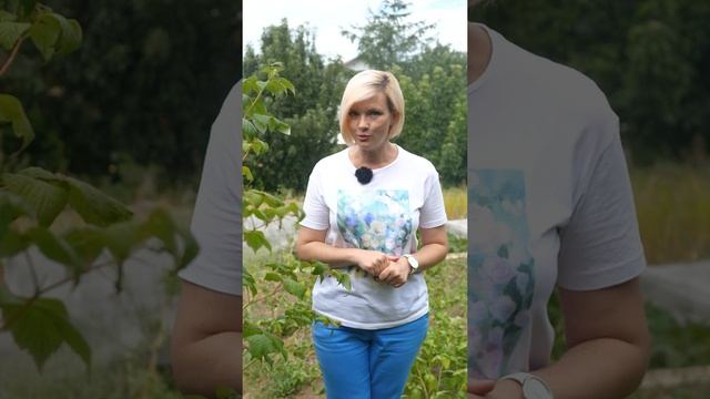 Как сохранить урожай картофеля и лука до весны? смотреть онлайн