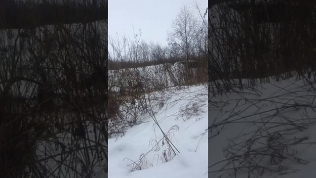 Охота на бобра выбор места смотреть онлайн