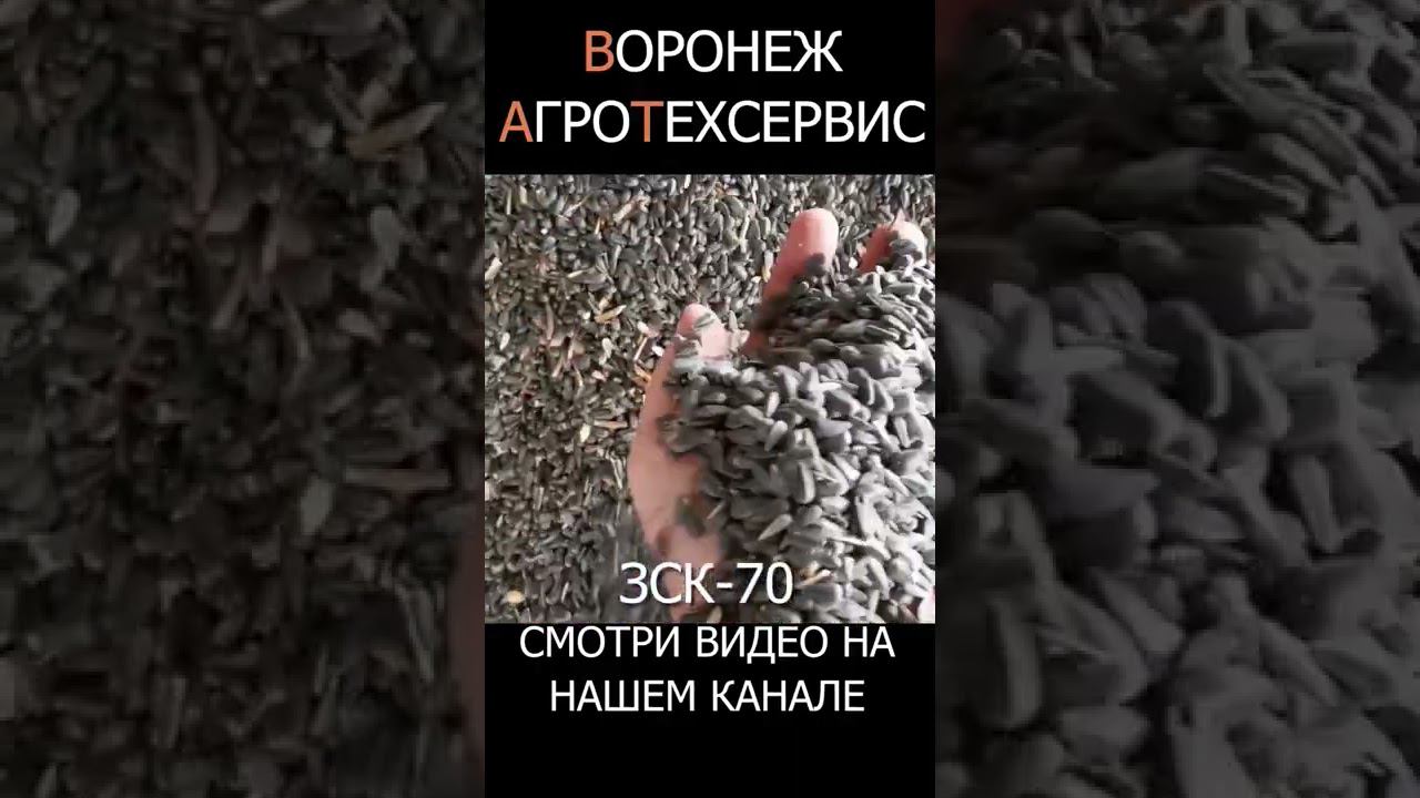 ЗСК-70 чистит подсолнечник