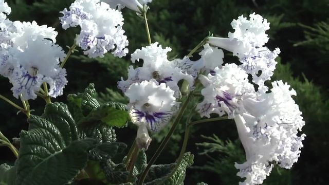 стрептокарпус DS-Афродизиак смотреть онлайн