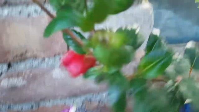 Фуксия красотка моей коллекции! смотреть онлайн