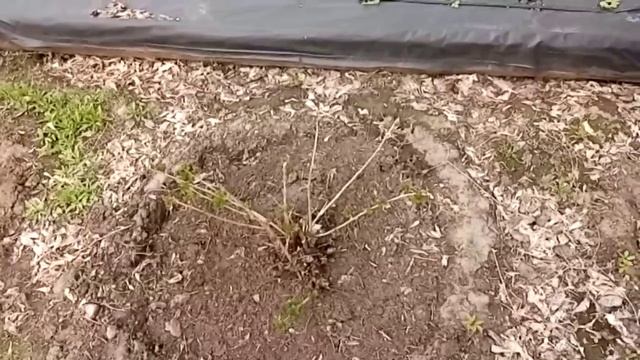 Ой!Весна,весна пришла.Красавица весна. смотреть онлайн