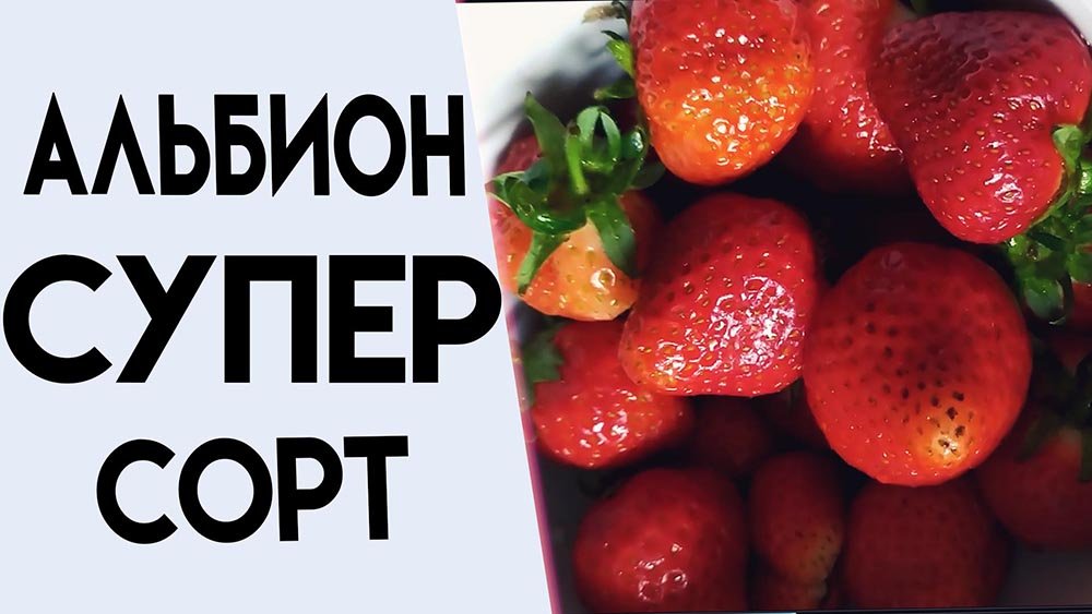 ПОТЕНЦИАЛ СОРТА КЛУБНИКИ АЛЬБИОН смотреть онлайн