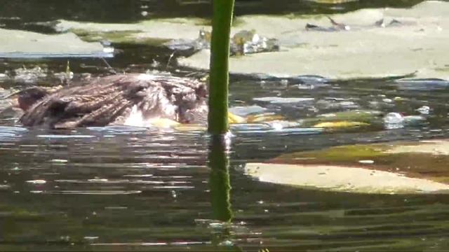 Это бобёр или ондатра? смотреть онлайн