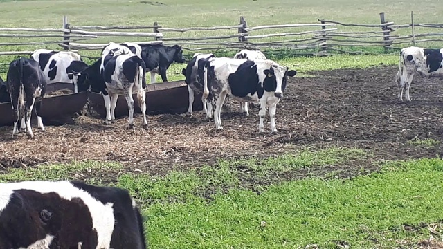 В продаже более 200 голов молочного скота с доставкой! +79656176005 WhatsApp пишите. смотреть онлайн