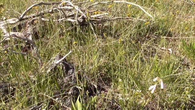 Alvar Habitat and Vegetation смотреть онлайн