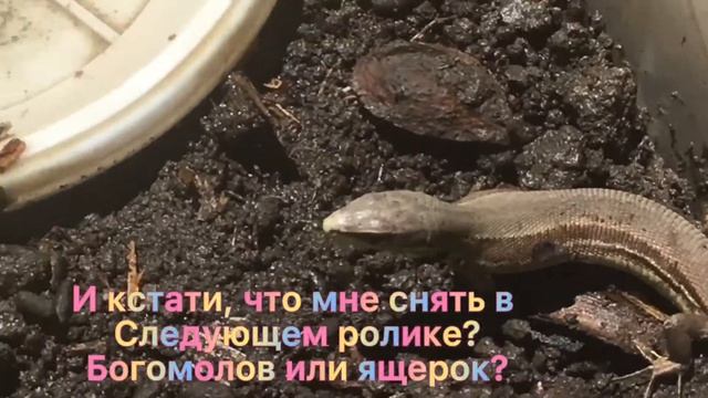 Ящерицы греются на солнышке видео смотреть онлайн