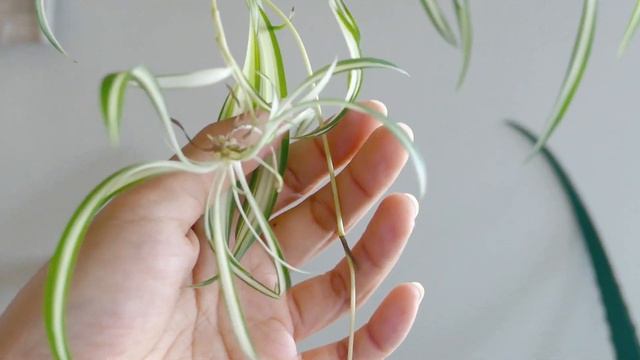 Variegated Spider Plant Chlorophytum Comosum | Botanibabies смотреть онлайн