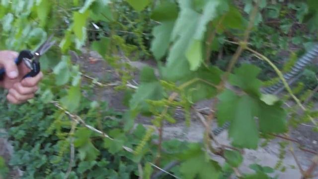 Осыпание соцветий винограда: как избежать смотреть онлайн