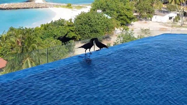 Нищебродские Мальдивы  - Кошмар ? Maafushi Arena Beach Маафуши