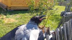 Каркающая ворона