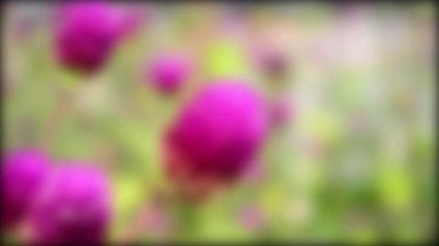 Gomphrena Globosa Flower смотреть онлайн