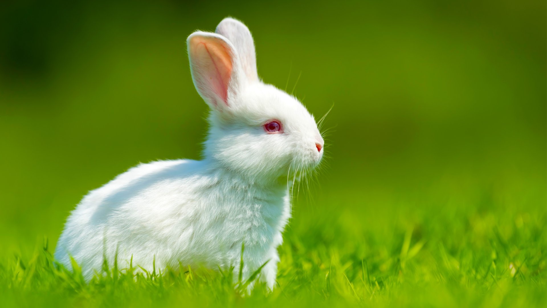 Кролик няшка в траве - успокаивающая музыка фортепиано и гитары для снятия стресса и расслабления смотреть онлайн