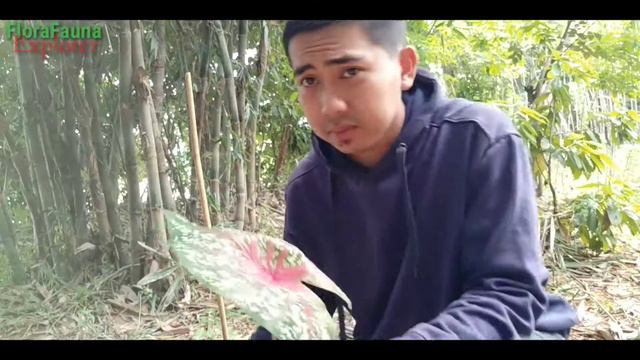 Berburu keladi hias / Caladium white/tisue || Mencari Tanaman Keladi Liar Di Kebun смотреть онлайн