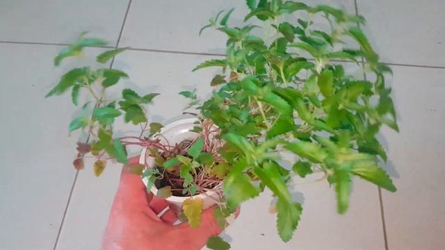 Змееголо́вник лат. Dracocéphalum смотреть онлайн