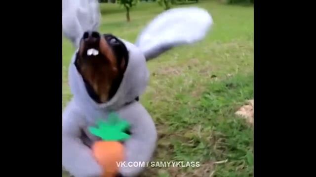 Собака заяц! смотреть онлайн