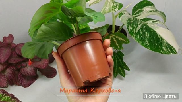 Обращение к заказчикам из Санкт Петербурга в связи с covid-19 и обзор растений смотреть онлайн