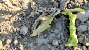 ??РЕЗУЛЬТАТ ОБРАБОТКИ ОСОТА ГЕРБИЦИДОМ ЧЕРЕЗ 12 ДНЕЙ. СПРАШИВАЕТЕ - ОТВЕЧАЮ