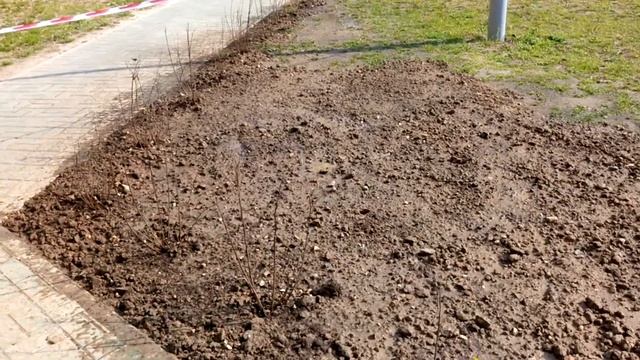 Газонная травосмесь Универсал. Пробный посев травы на плохую почву. смотреть онлайн