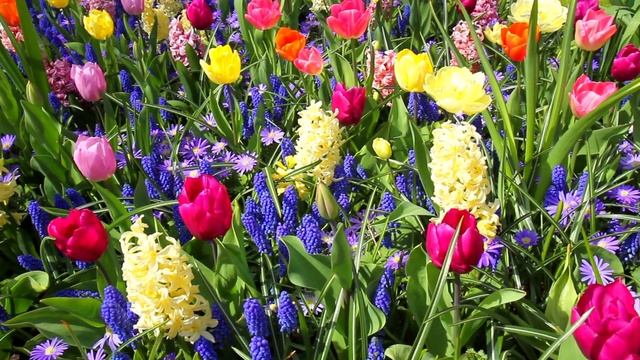 КËКЕНХОФ 2015. Кёкенхоф (Keukenhof) или Сад Европы.