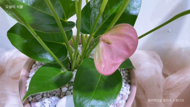 핑크빛 마음이 다 사라지기전에 '로얄핑크 안스리움 Royal Pink Anthurium' [오늘의 식물]