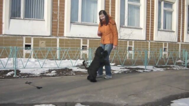 День знаний у Пагсли.mov смотреть онлайн