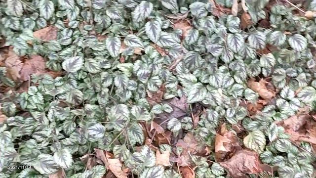 Зелёная лиана в середине ноября смотреть онлайн