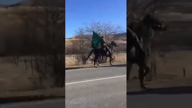 Совместный Карачаево-Ингушский конный поход смотреть онлайн