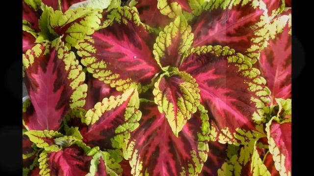 Superba Gloriosa Variegata Foliage